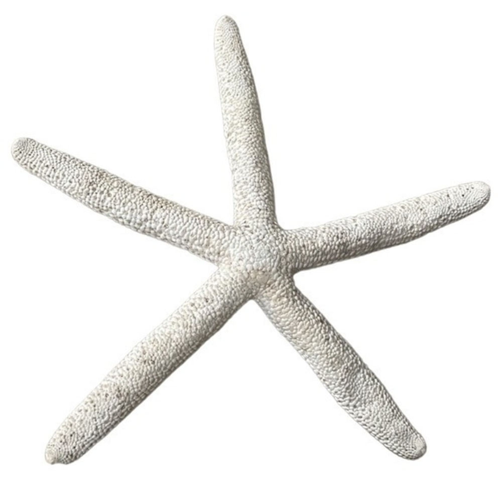 WHITE STARFISH FROM THE SEA - Picture 1 of 2